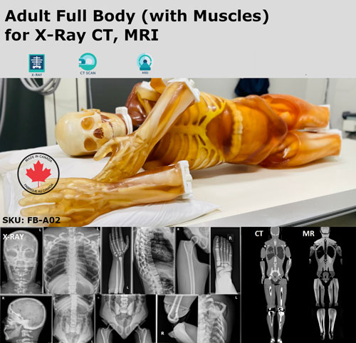 FB-A02成人全身模体,FB-A02全身CT模型，适用于X射线，CT,MRI