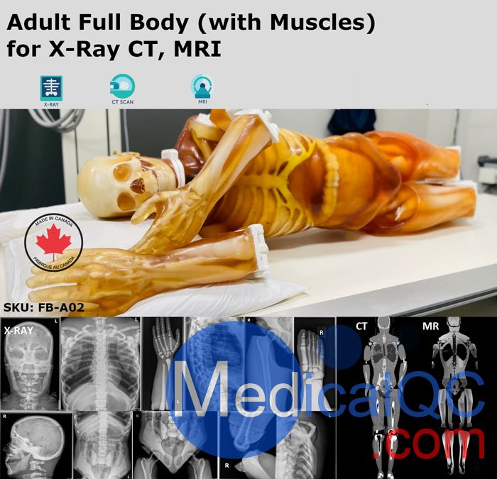 FB-A02成人全身模体,FB-A02全身CT模型，适用于X射线，CT,MRI