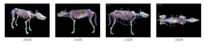 Dog Phantom，牧羊犬模体，模型设计图